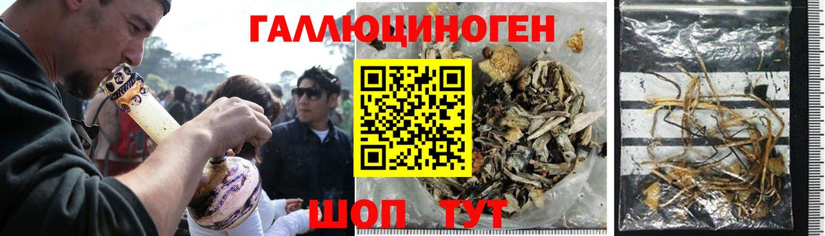 Псилоцибиновые грибы GOLDEN TEACHER  Новочебоксарск 